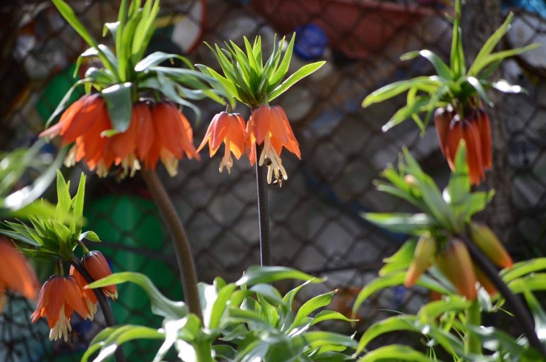 Bu insanlar neye bakıyor? Gece-gündüz nöbet tutuyorlar, ilk kez görenler şaştı kaldı! 46